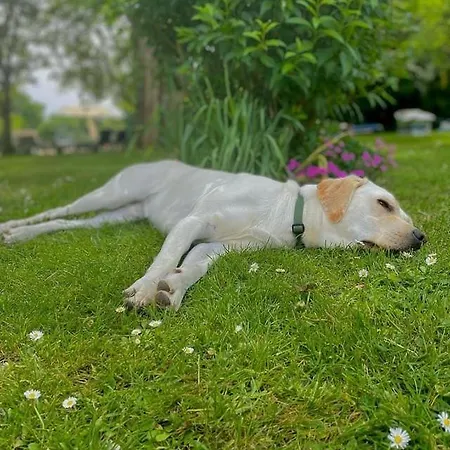 Le Figuier - 4 Bedroom